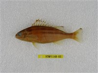 藏品(四線列牙鯻)的圖片